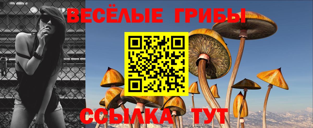 Псилоцибиновые грибы Psilocybe Майский